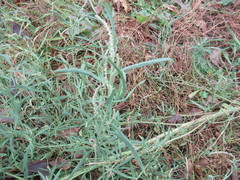 Atriplex patens