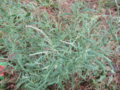 Atriplex patens