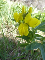 Thermopsis divaricarpa