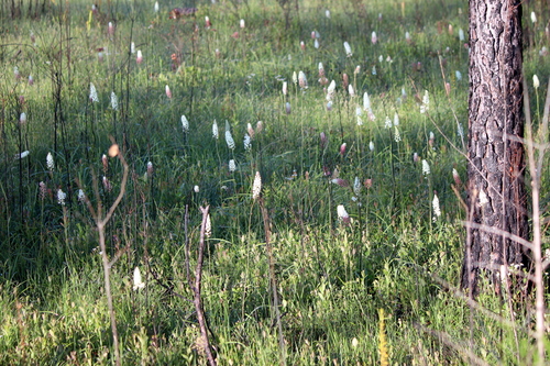 Image of Stenanthium texanum by (c) Lauren McLaurin, some rights reserved (CC BY)