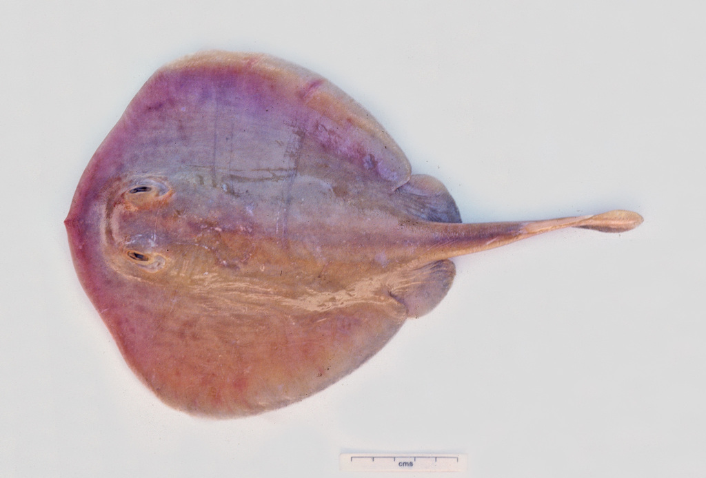 Yellowback Stingaree