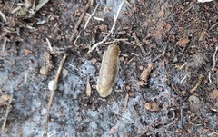 Testacella haliotidea