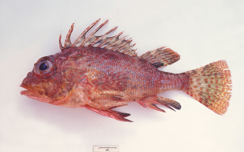 Coral perch (Neosebastes incisipinnis) — Neosebastidae — 3