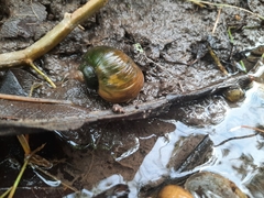 Pomacea canaliculata