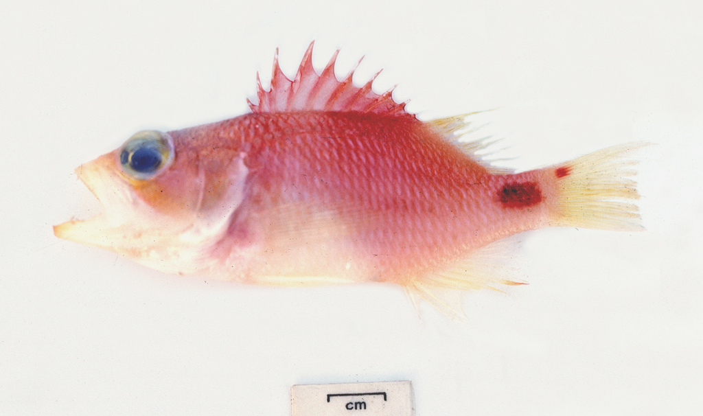 Spot-tail Perchlet