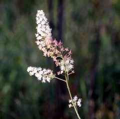 Stenanthium texanum