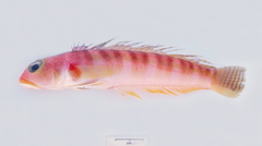 Redbanded Grubfish photo 3