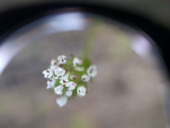 Plectritis macrocera