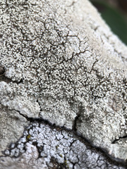 Pertusaria rupicola