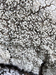 Pertusaria rupicola