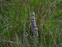 Angelonia integerrima