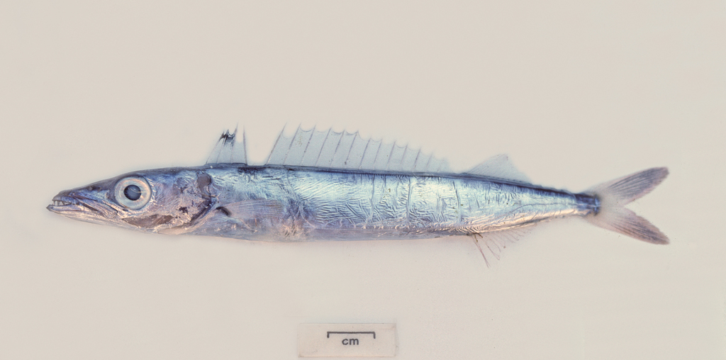 Paxton's Gemfish