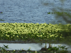 Hydrocleys nymphoides