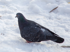 Columba livia