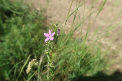 Legousia scabra