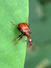 Paracycnotrachelus