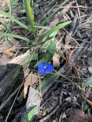 Commelina lanceolata