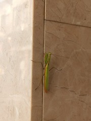 Mantis religiosa