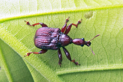 Heterapoderus