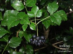 Eleutherococcus trifoliatus setosus