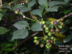 Eleutherococcus trifoliatus setosus
