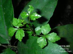 Eleutherococcus trifoliatus setosus