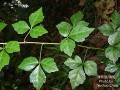Eleutherococcus trifoliatus setosus