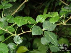 Eleutherococcus trifoliatus setosus