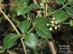 Eleutherococcus trifoliatus setosus