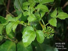Eleutherococcus trifoliatus setosus