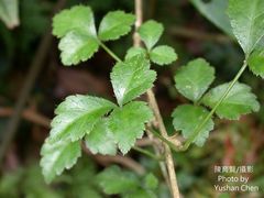 Eleutherococcus trifoliatus setosus
