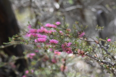 Melaleuca wilsonii