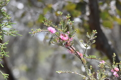 Melaleuca wilsonii