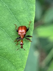 Paracycnotrachelus