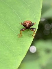 Paracycnotrachelus