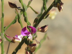 Polygala brachyphylla