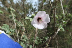 Malva subovata