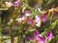 Polygala brachyphylla