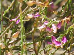 Polygala brachyphylla