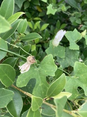 Coccinia grandis