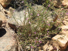 Polygala brachyphylla