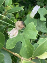 Coccinia grandis