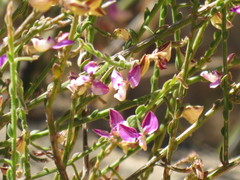 Polygala brachyphylla