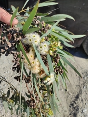 Eucalyptus paniculata