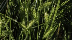Carex lurida