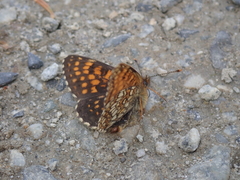 Melitaea diamina