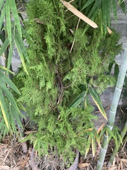 Chamaecyparis lawsoniana