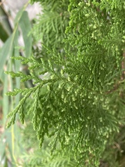 Chamaecyparis lawsoniana