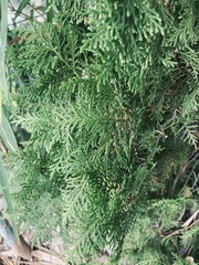 Chamaecyparis lawsoniana