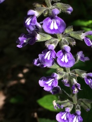 Salvia urticifolia